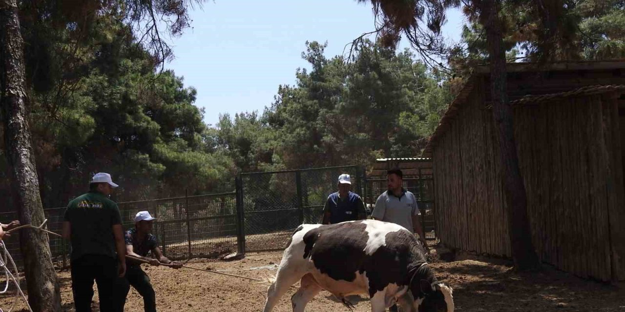 Gaziantep’te kurban yakalama timi bayrama hazırlandı