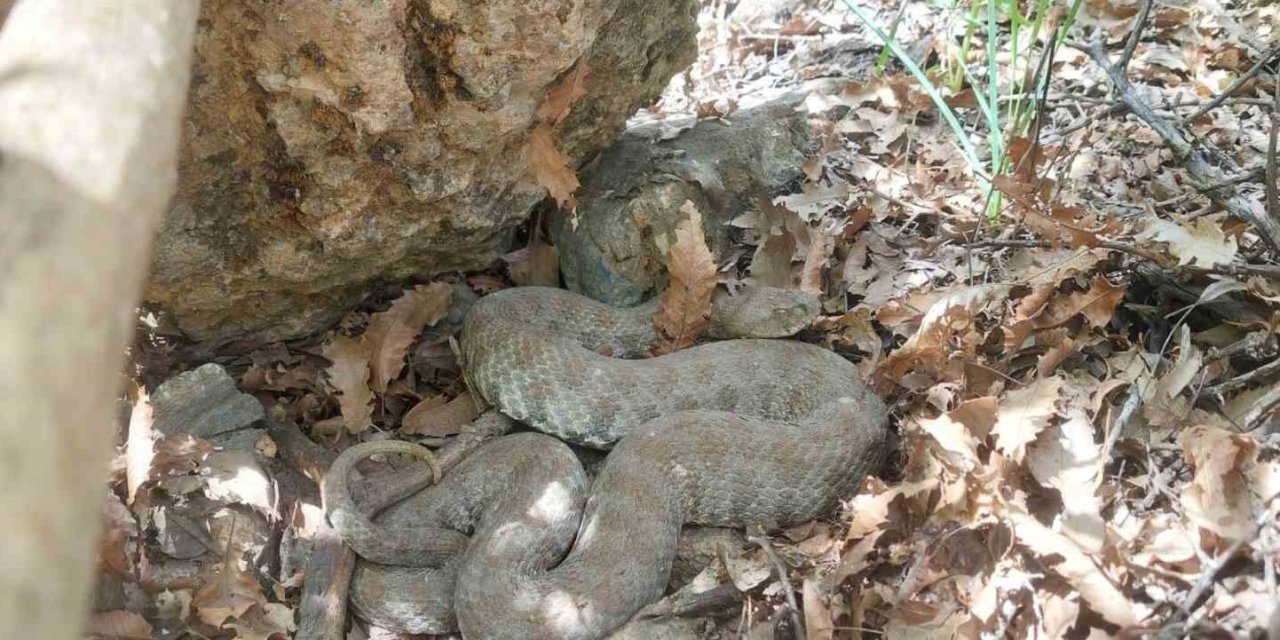 Tunceli’de koca engerek yılanı görüldü