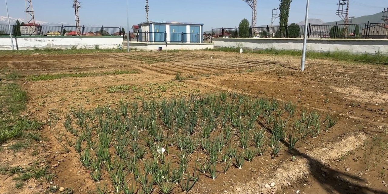 Yüksekova’da öğrenciler kendi sebzelerini yetiştiriyor