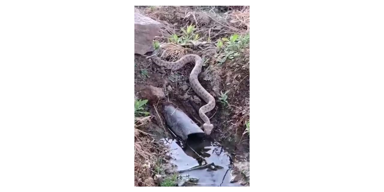 Elazığ’da koca engerek yılanı görüldü
