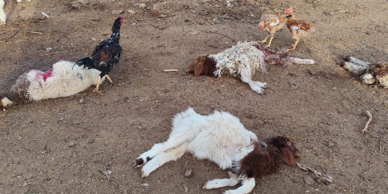 Şanlıurfa’da 33 kuzu telef oldu