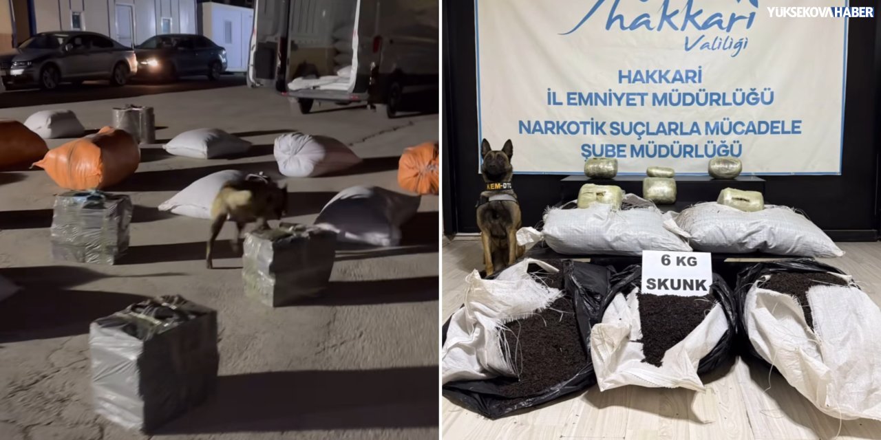 Yüksekova’da kargo aracında 6 kilo skunk ele geçirildi