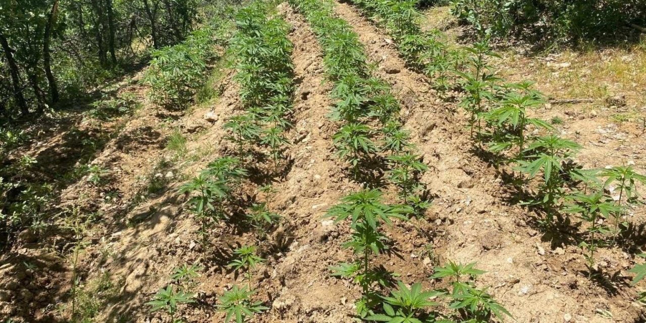 Bingöl’de 4 bin 763 kök kenevir yakalandı