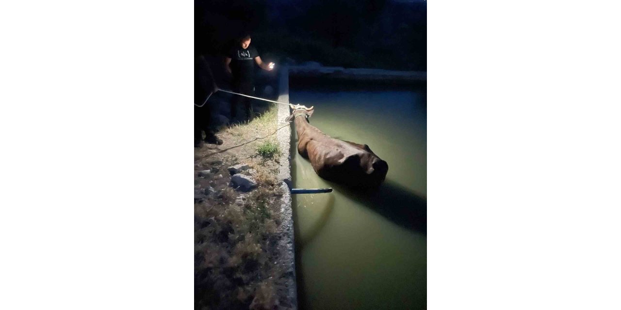 Adıyaman’da havuza düşen inek ekipler tarafından kurtarıldı