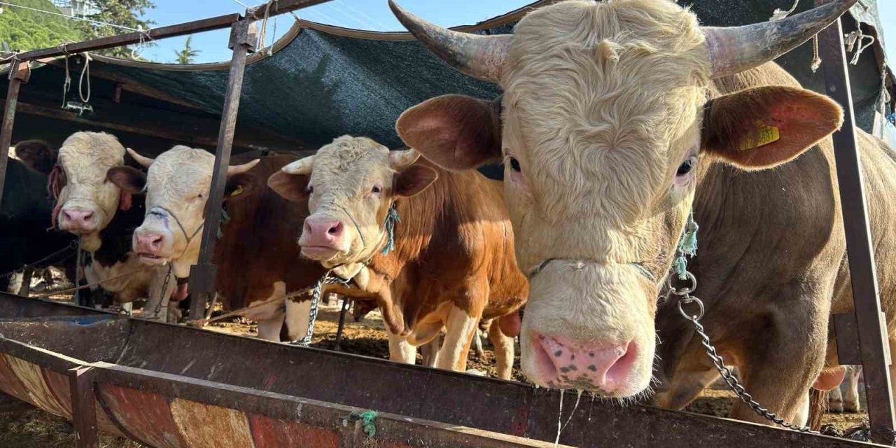 Erzincan’da kurban kesim yerleri belli oldu