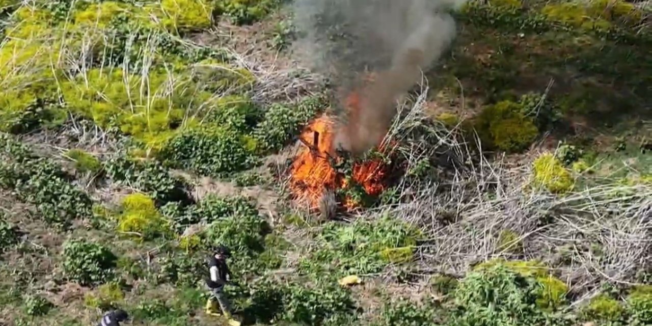 Diyarbakır'da ekilen 100 milyon TL değerinde kenevir imha edildi