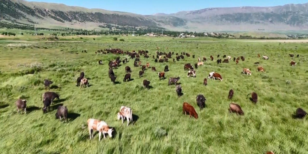Bitlis’te manda sürüsünden kameralarda