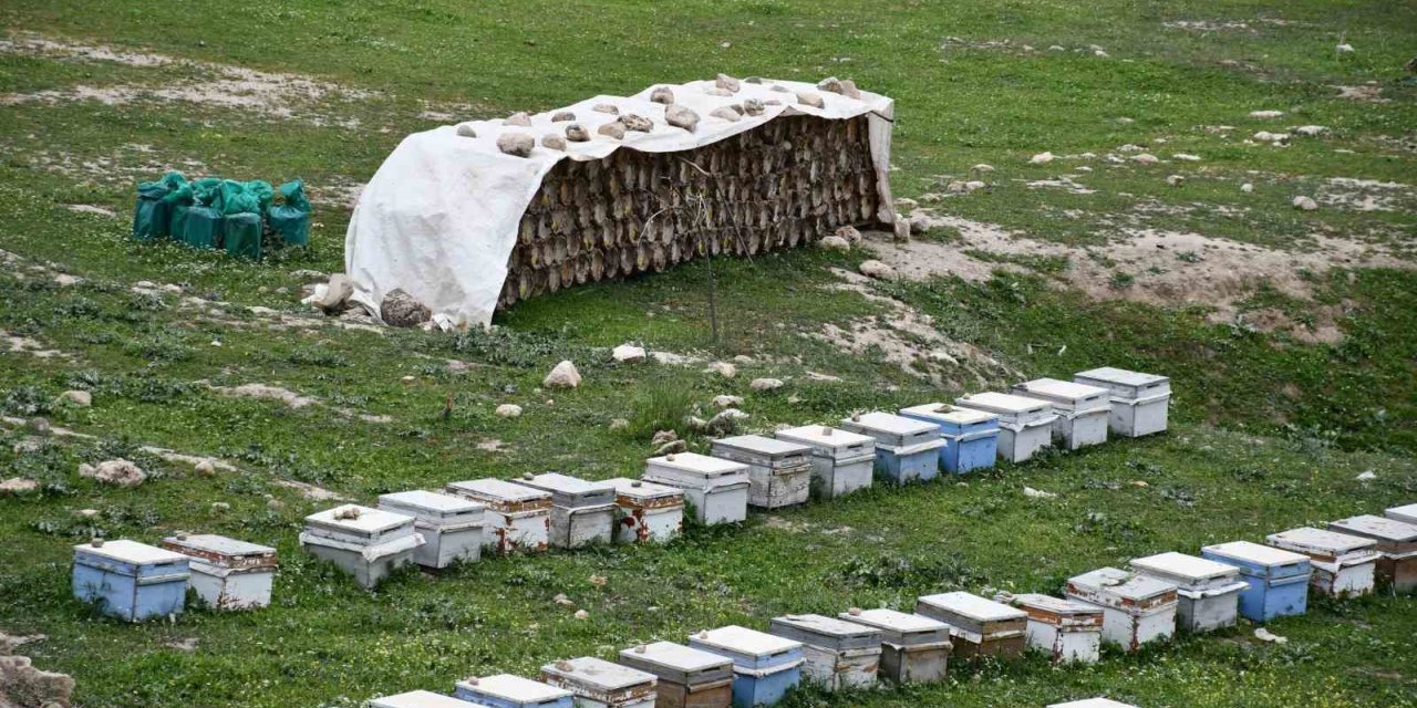 Arıcılar doğal bal için Van'dan Şırnak'a geçti
