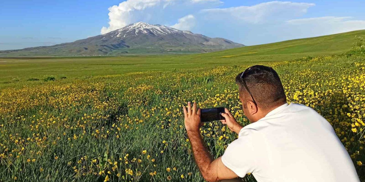 Sütey Yaylası baharın sarı çiçekleriyle renklendi