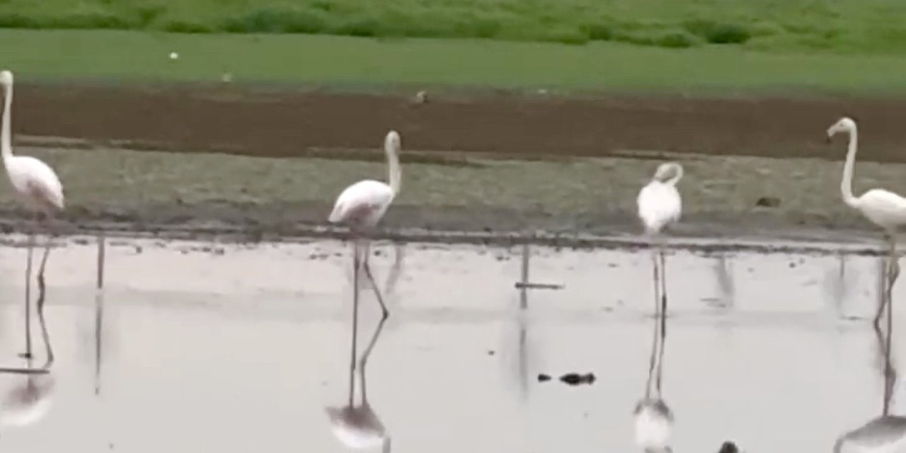 Diyarbakır’da uzun yıllar sonra flamingo görüldü