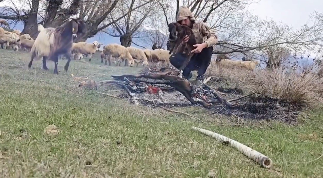 Erzincan'da doluya yakalanan sürüde ıslanan oğlağı ateş yakarak ısıttı