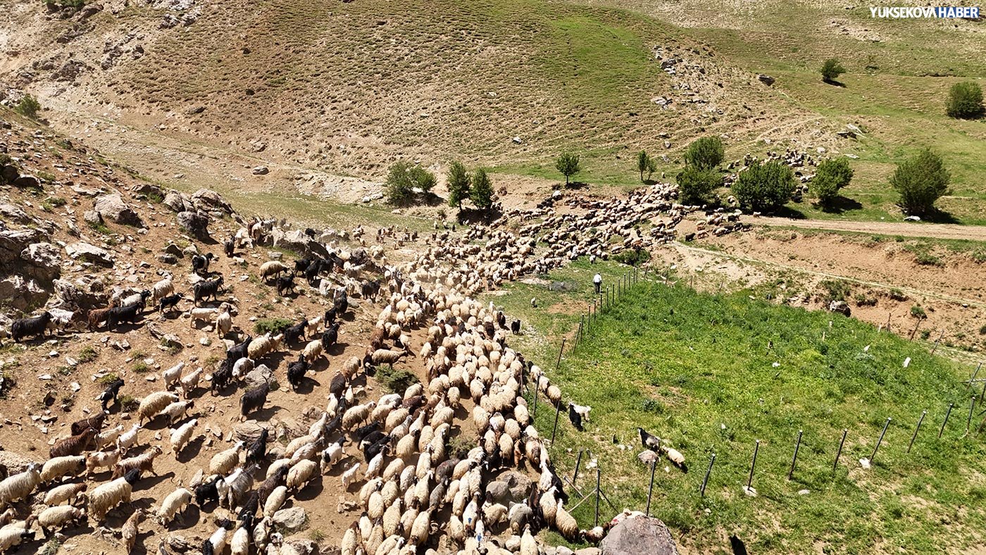 Yaylada koyun ve kuzuların buluşması havadan görüntülendi