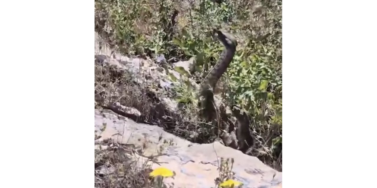 Kamerayla çektiği yılanın saldırısına uğradı
