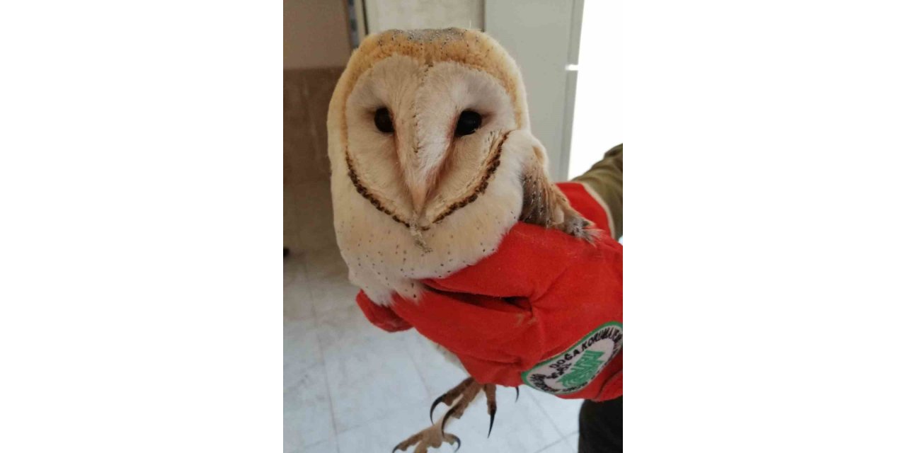 Birecik'te bitkin halde bulunan peçeli baykuş tedavisinin ardından doğaya salındı