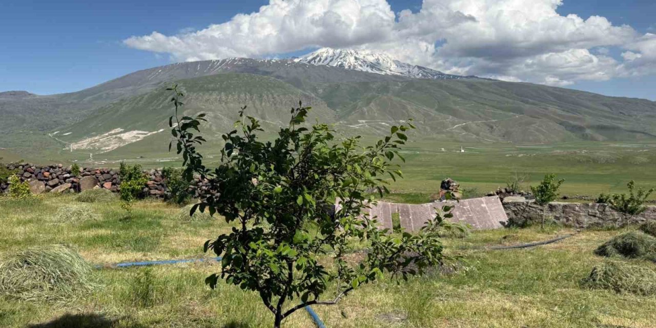 Iğdır’da çorak arazi ağaçlarla yeşerdi