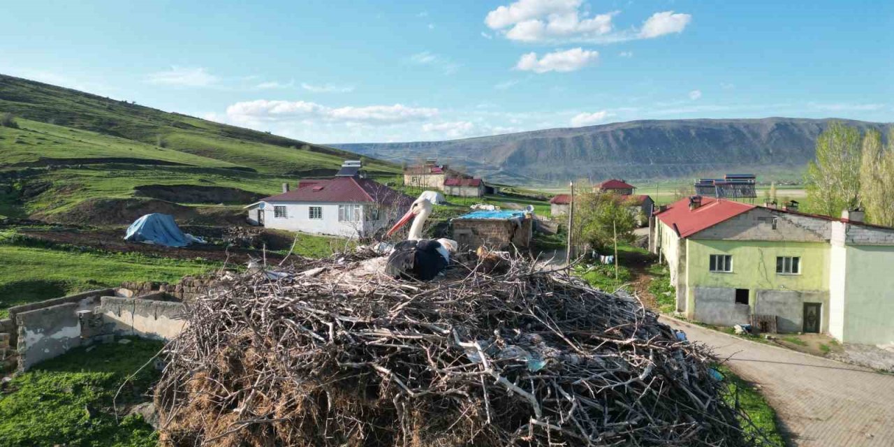Bitlis'te anne leylek yavrularının başından bir an olsun ayrılmadı