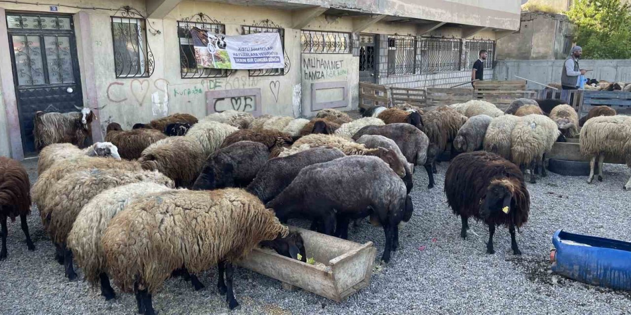 Malazgirt’te kurbanlıklar satışa çıkarıldı