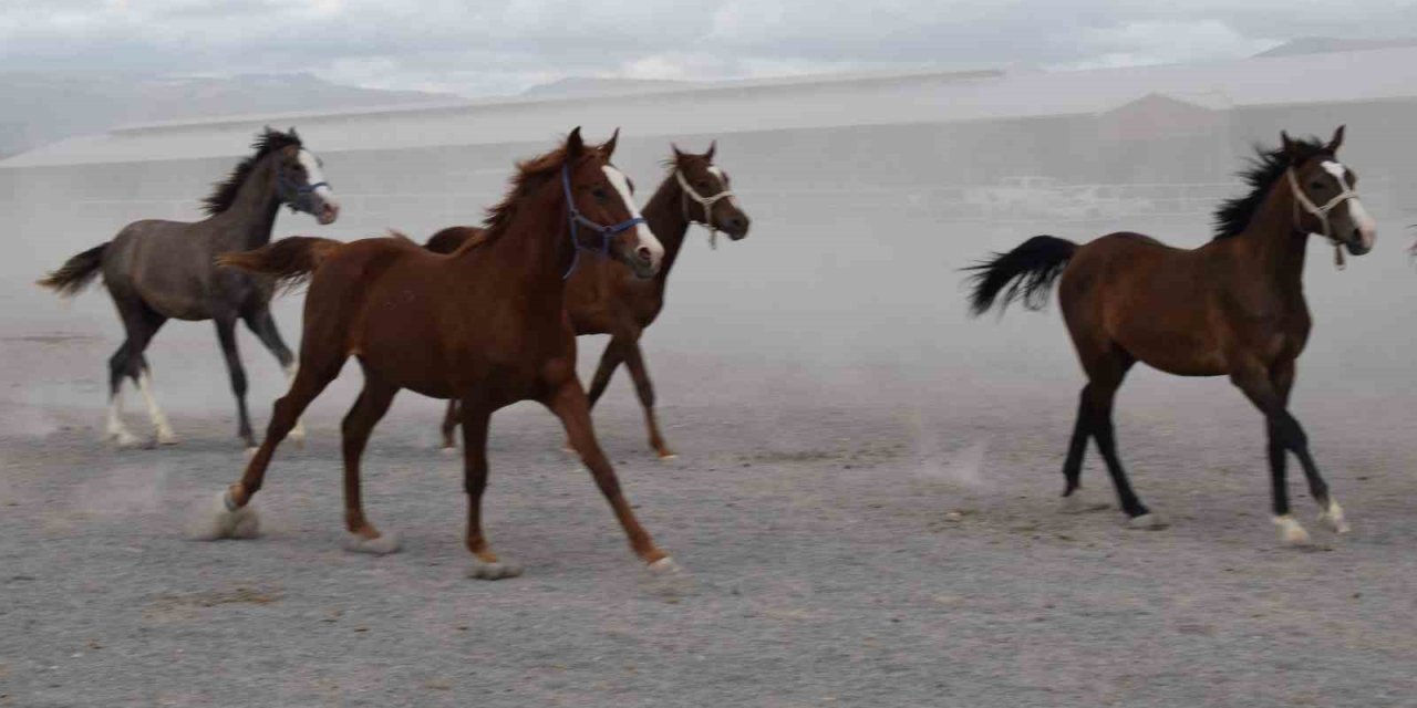 Malatya'da milyonluk taylar açık artırmayla satışa sunuluyor