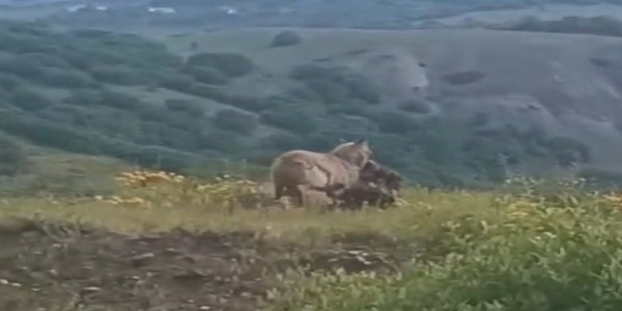 İlçe merkezine kadar inen kurt, keçiyi kapıp götürdü