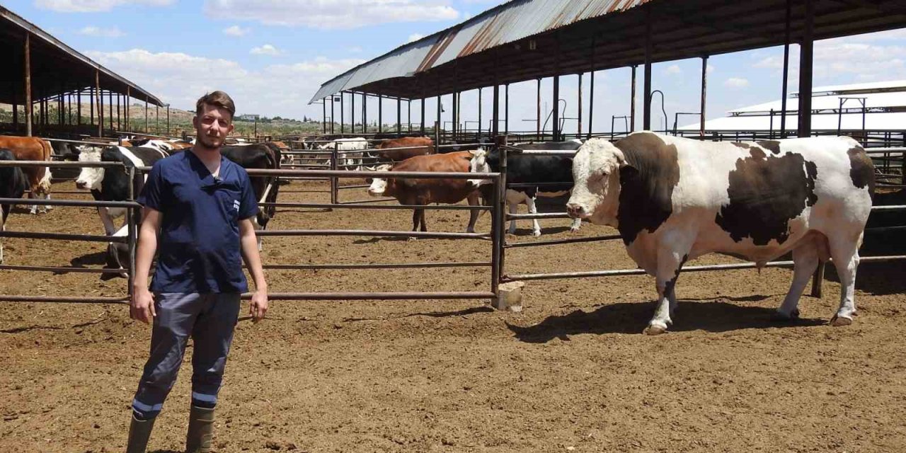 Gaziantep’te 1 ton 600 kiloluk dana fiyatıyla şaşırtıyor