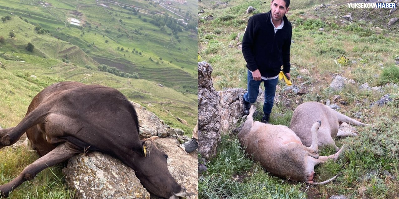 Hakkari’de yıldırım düşmesi sonucu 3 inek öldü