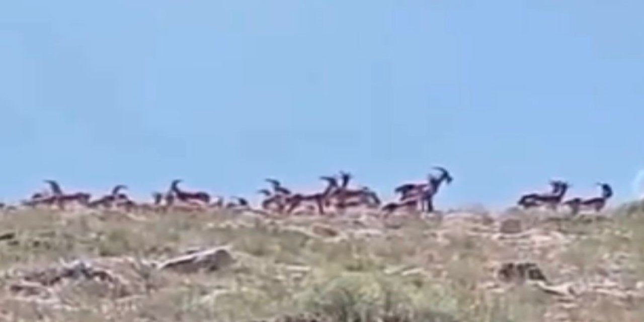 Malatya’da sürü halindeki yaban keçileri görüldü