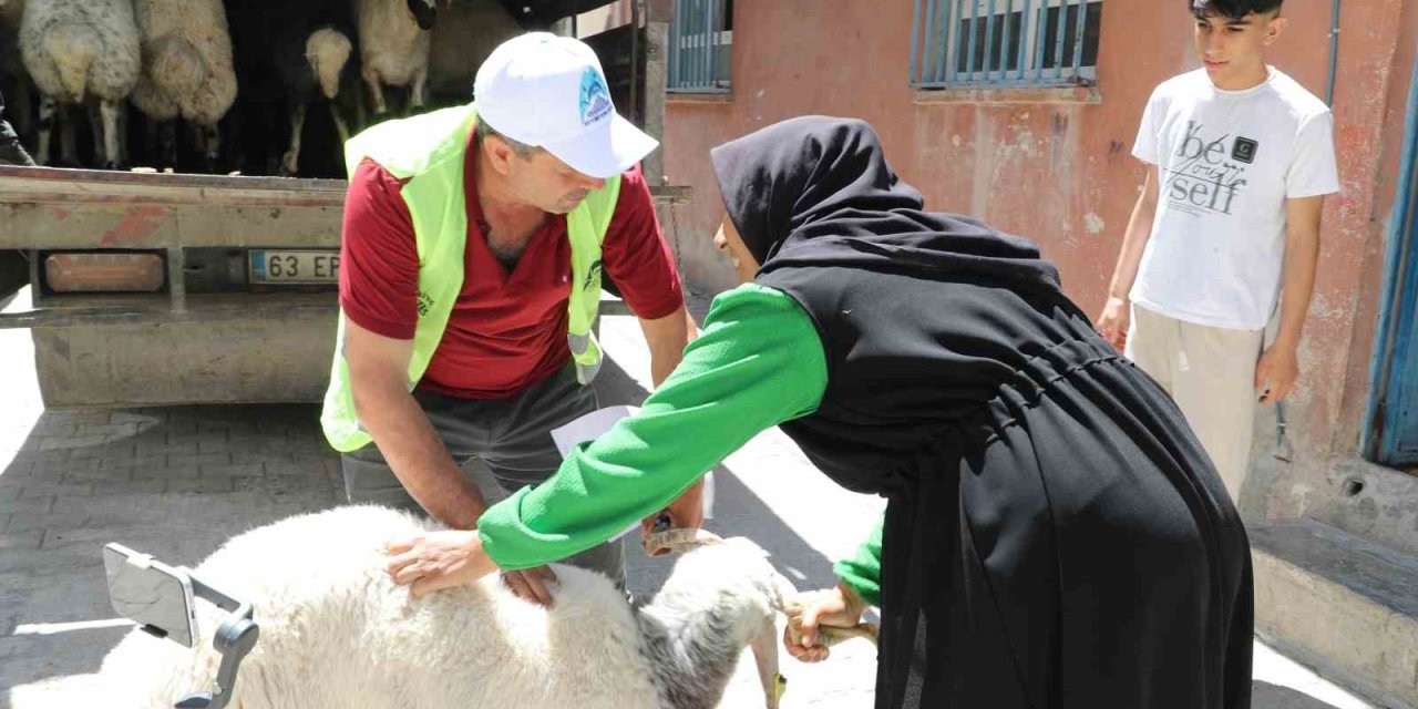Şanlıurfa’da yetim ailelere kurbanlık dağıtıldı