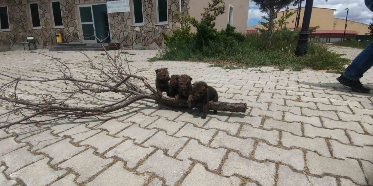 4 kurt yavrusuna Van’da kreş hizmeti