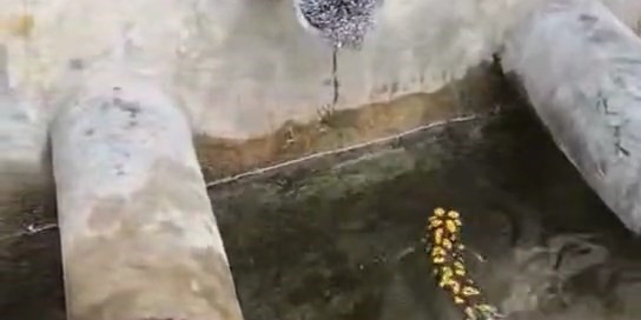 Palu'da benekli semender görüntülendi