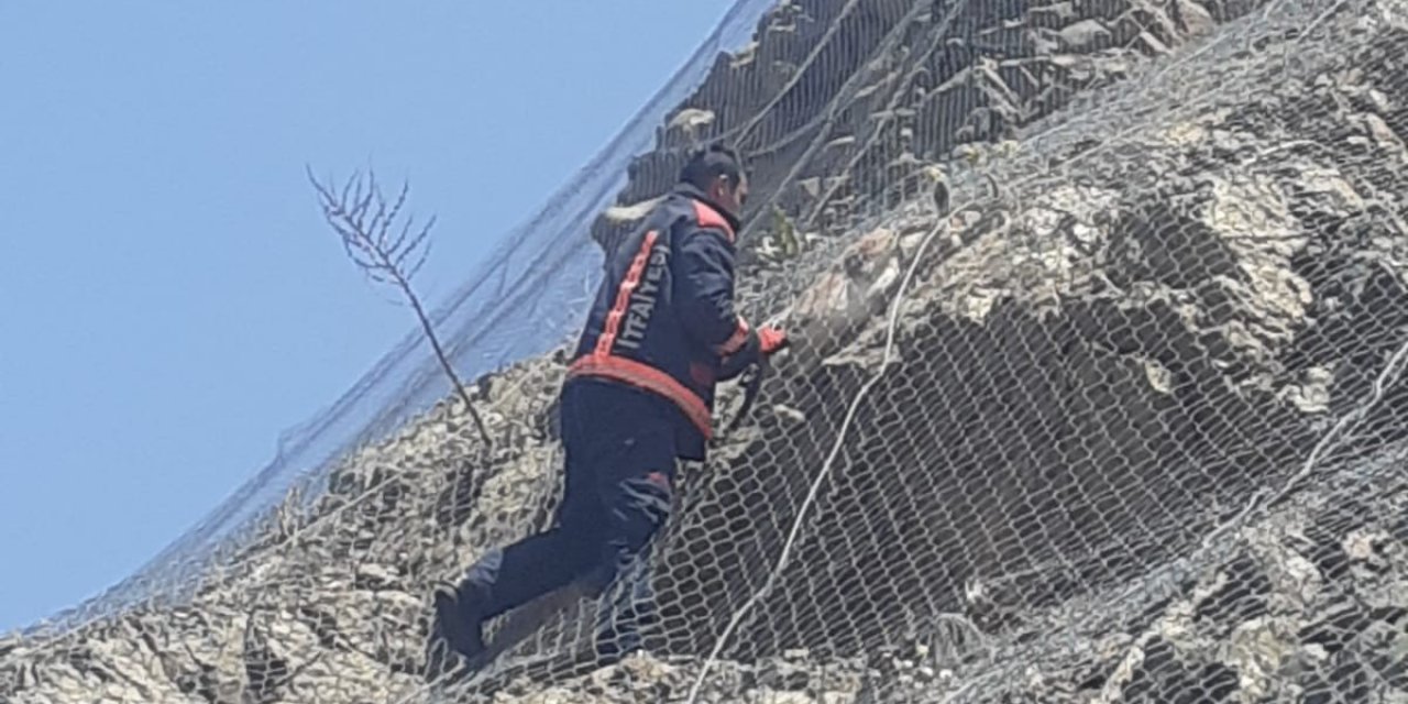 Pütürge'de ağa takılan 2 yaban keçisi kurtarıldı