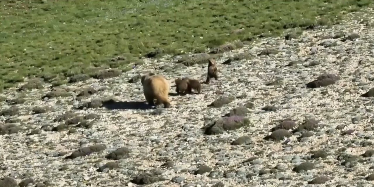 Erzincan’da anne ayı ve 3 yavrusu görüldü