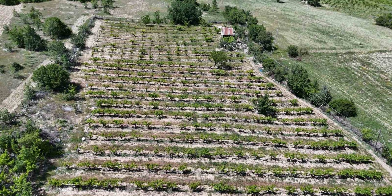 Tescilli "köhnü" üzümünü zirai don vurdu
