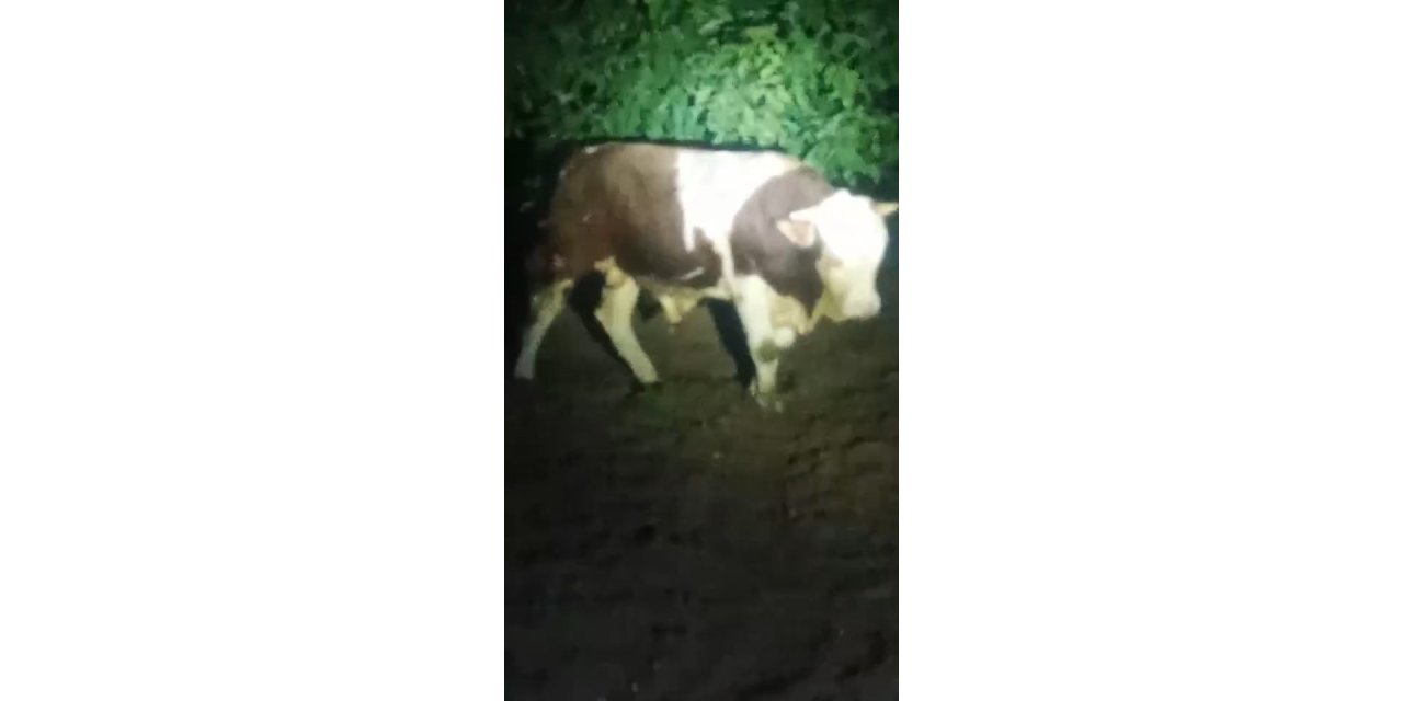Elazığ’da kaçan boğayı yakalandı