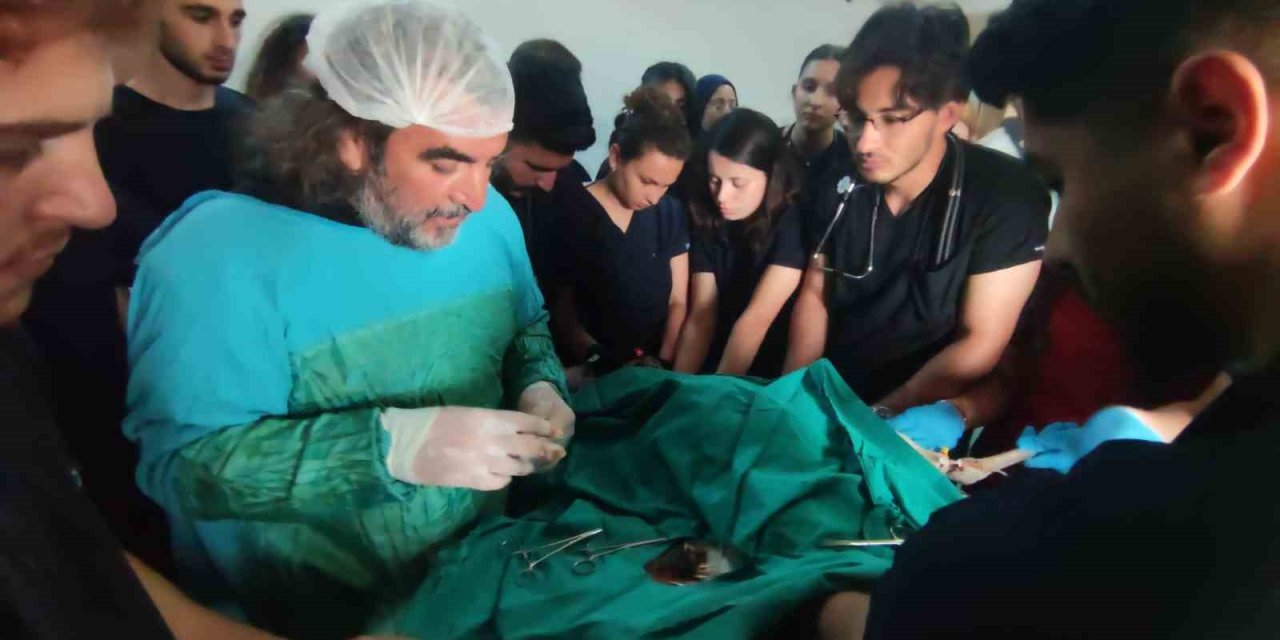 Muş’ta ateşli silahla yaralanan toy kuşu Van’da tedavisi devam ediyor