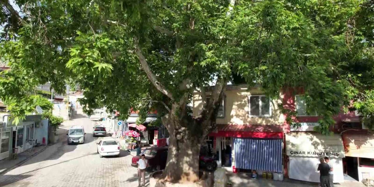 ‘Anıt ağaç’ olarak tescillenen 600 yıllık çınar Tut ilçesinin simgesi oldu
