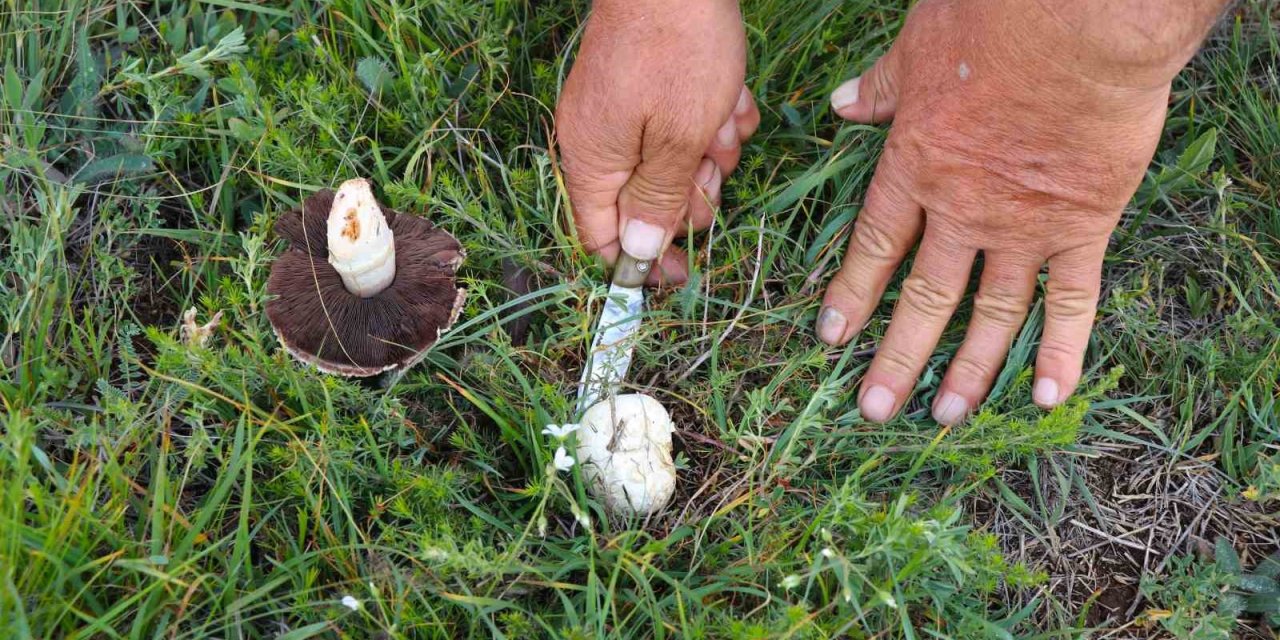 Erzincan doğasından elleriyle tek tek topluyorlar