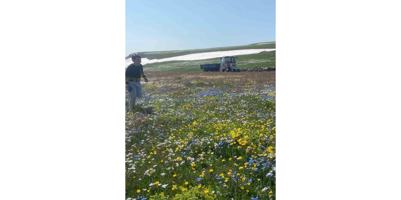 Ardahan'da haziran ayında yaylada kar keyfi