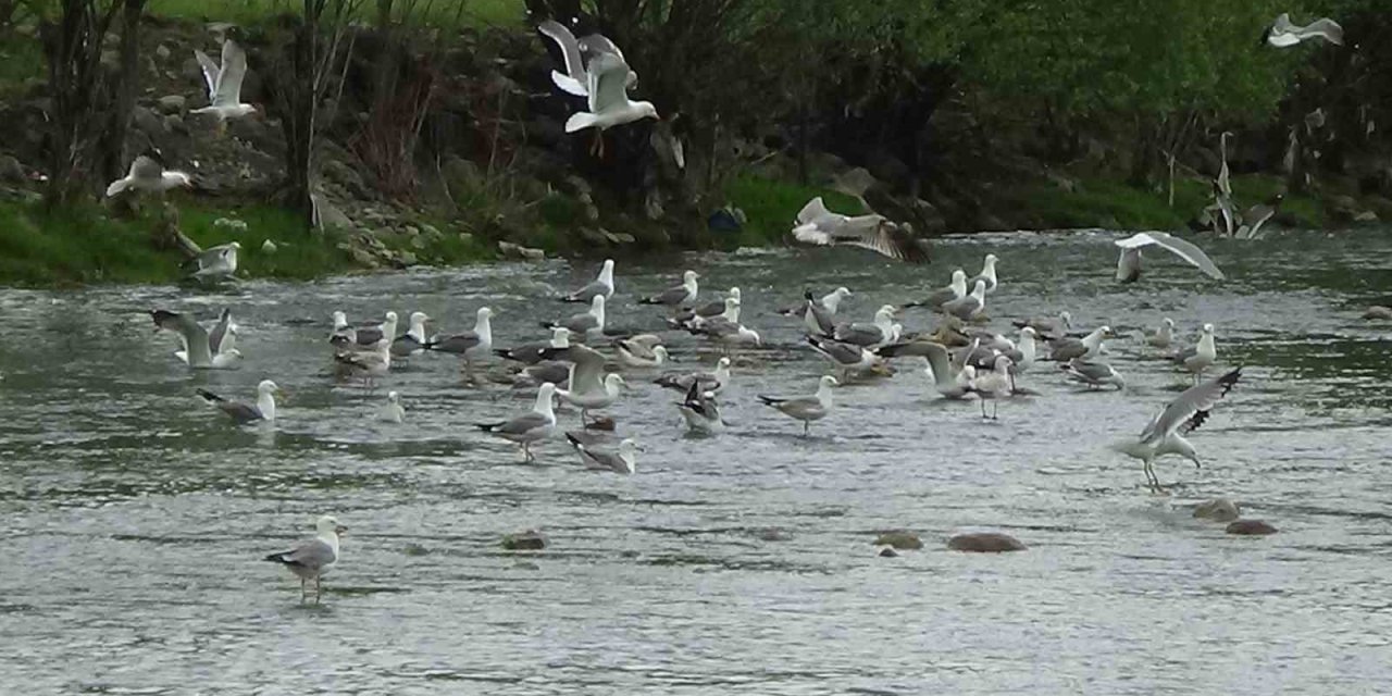 Martıların balık kavgası görüntülendi