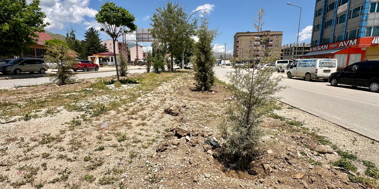 Yüksekova’da ekilen 4 bin ağacın kurumaya yüz tutması esnafın tepkisine neden oldu