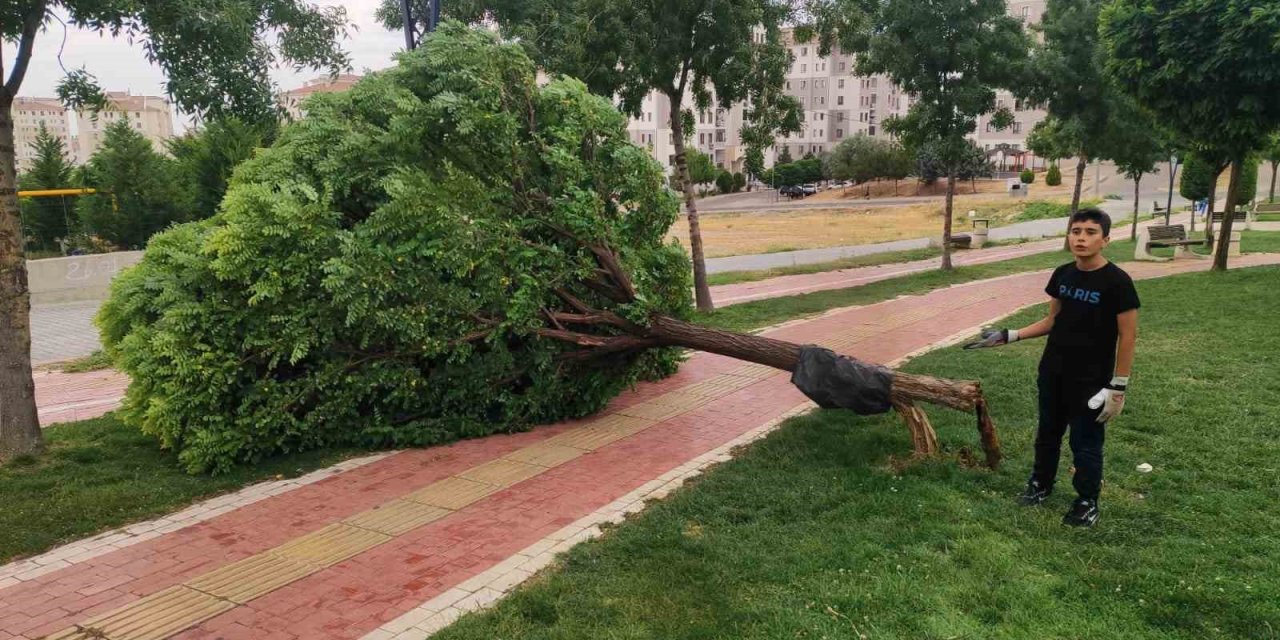 Batman’da rüzgardan ağaç söküldü