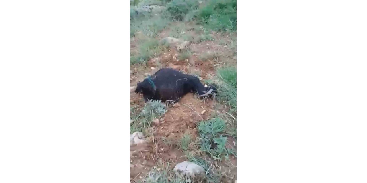 Yüksekova’da sürünün üzerine yıldırım düştü: 8 koyun telef oldu, çoban yaralandı