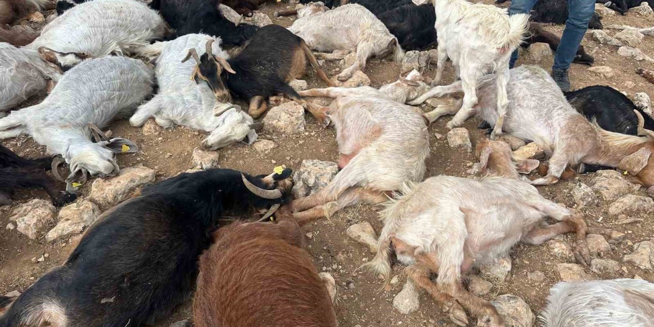 Şırnak’ta yıldırım isabet eden 95  hayvan telef oldu