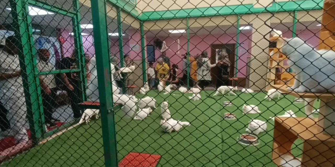 Van Kedileri ziyaretçilerin ilgi odağı oldu
