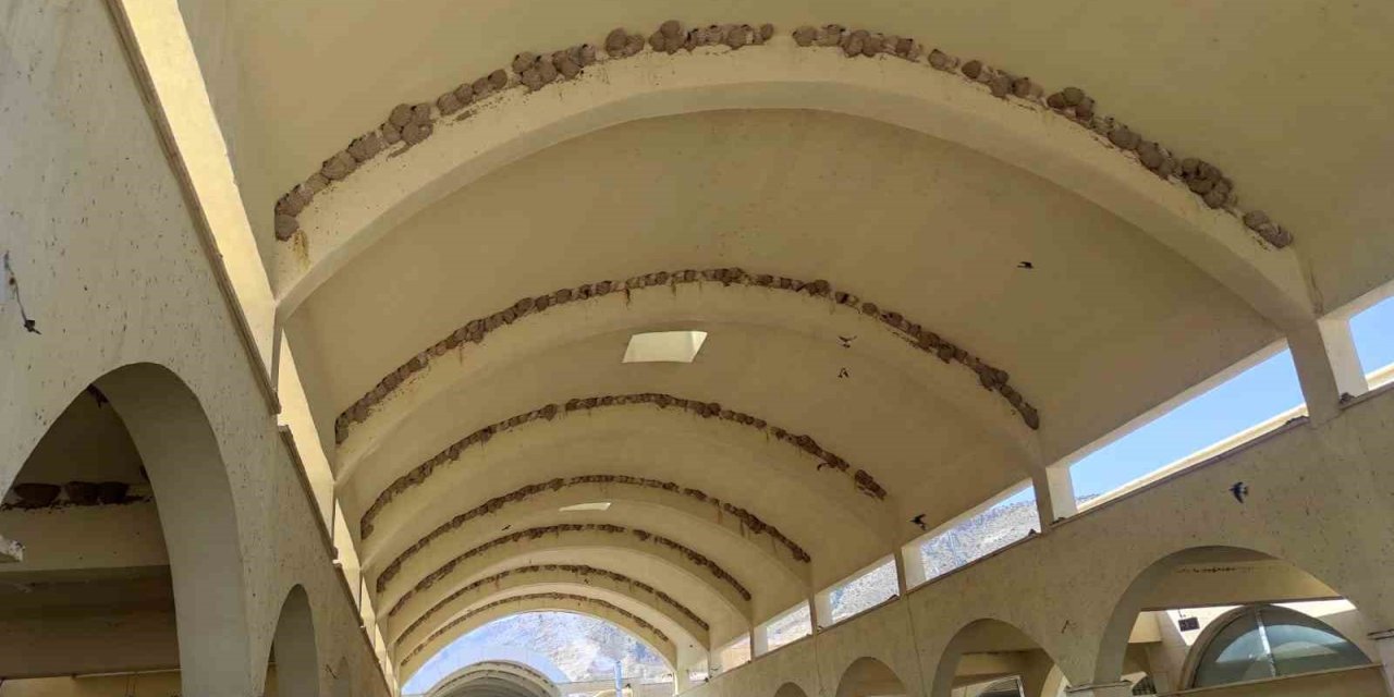 Kırlangıç kuşları Tarihi Hasankeyf’te yuva yaptı