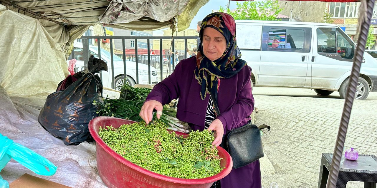 Yüksekova’da menengiç bitkisinin kilosu 100 TL’den satılıyor