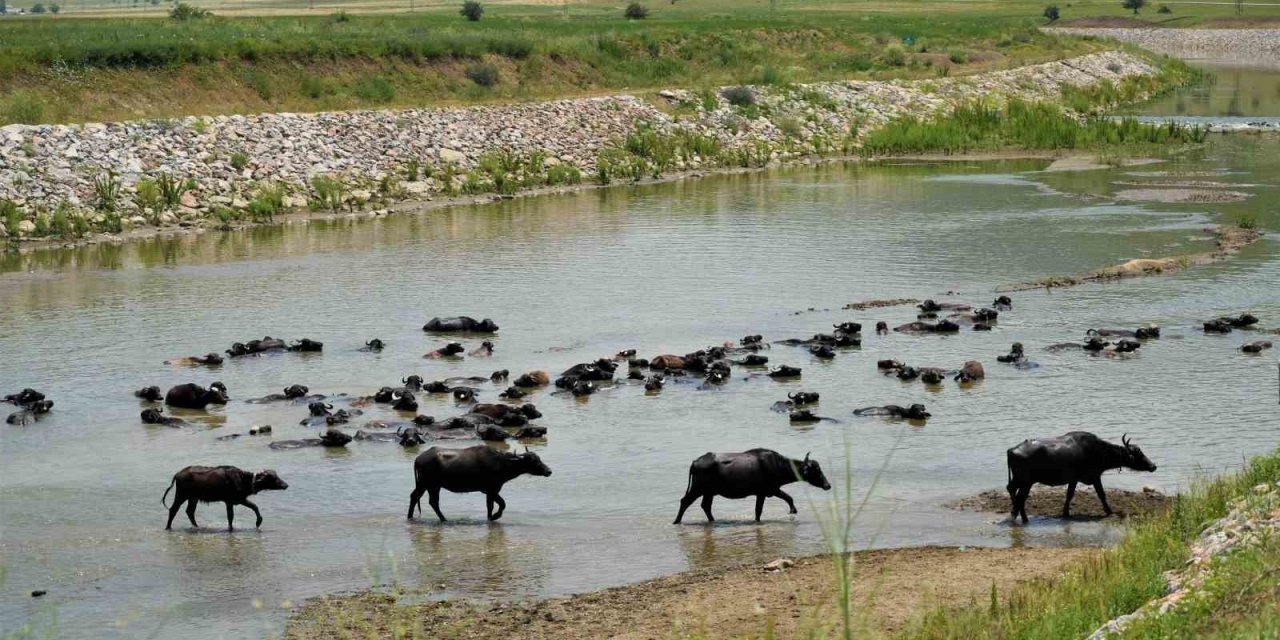 Hasköy'de mandalar serin suya girerek hastalıklara karşı kendini koruyor