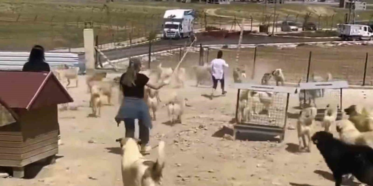 Van'da faaliyet gösteren hayvan barınağında dehşete düşüren görüntüler