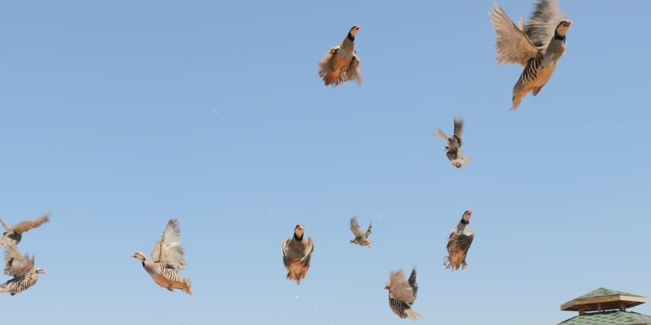 Keneye karşı doğaya keklik salma faaliyetleri sürüyor