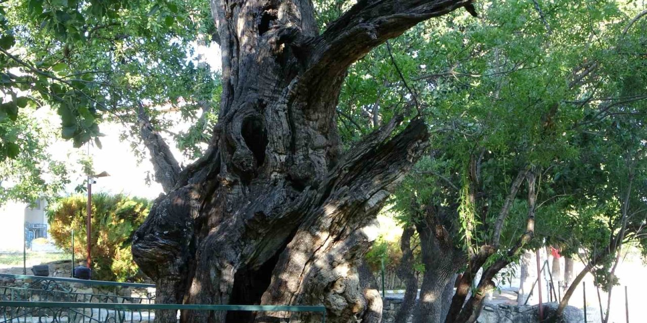 800 yıllık "Menengiç ağacı" zamana direniyor