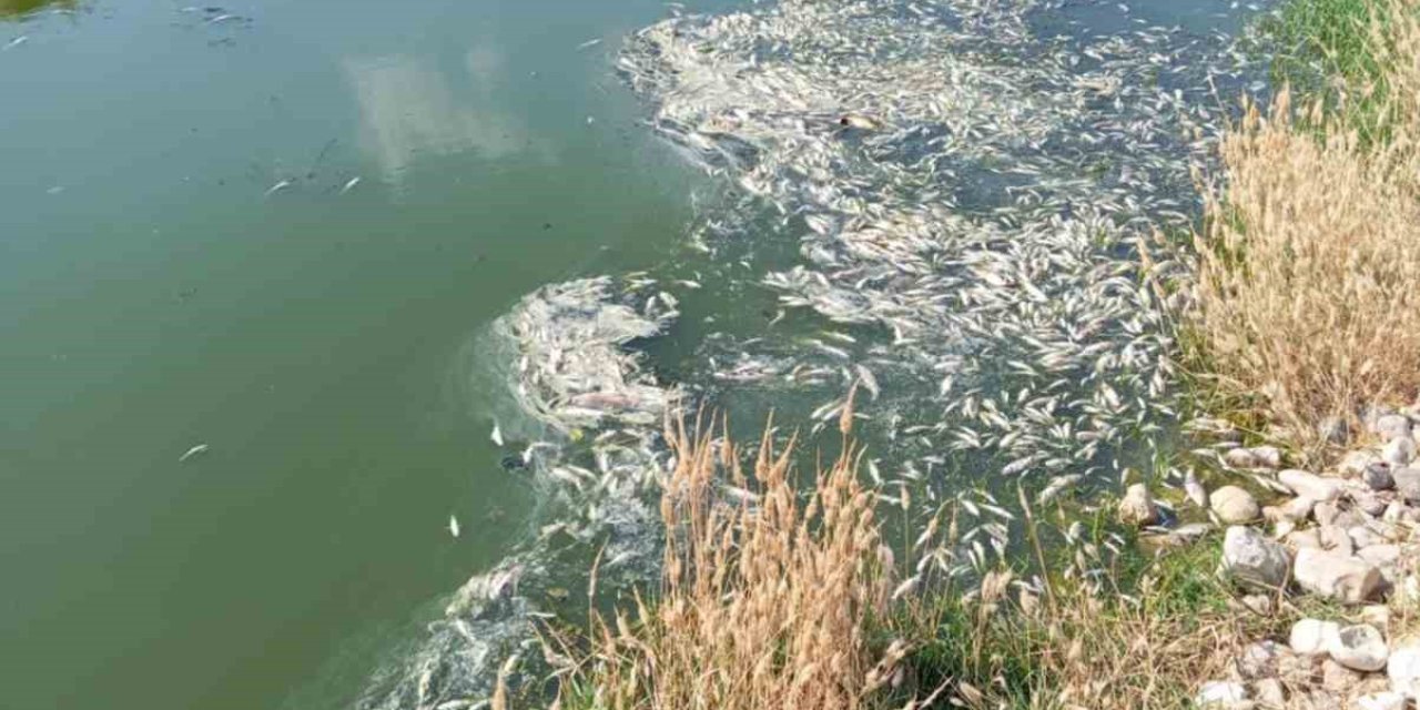 Araban Karasu Çayı’ndaki balık ölümleriyle ilgili inceleme